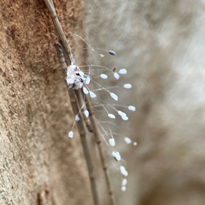 Neuroptera (order) (Unidentified lacewing) at Parkes, ACT - 26 Dec 2023 by Hejor1