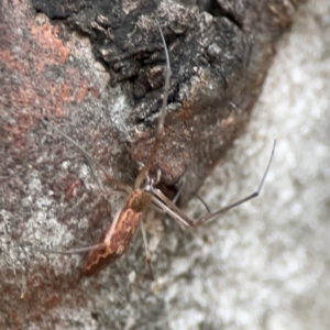 Tetragnatha sp. (genus) at Parkes, ACT - 26 Dec 2023