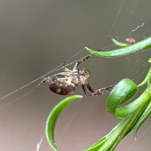 Araneinae (subfamily) at Parkes, ACT - 26 Dec 2023 03:30 PM