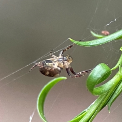 Araneinae (subfamily) (Orb weaver) at Parkes, ACT - 26 Dec 2023 by Hejor1