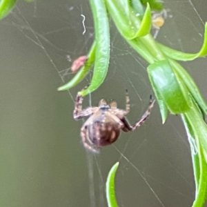 Araneinae (subfamily) at Parkes, ACT - 26 Dec 2023 03:30 PM