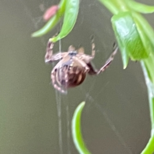 Araneinae (subfamily) at Parkes, ACT - 26 Dec 2023