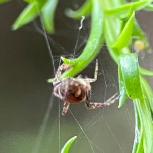 Araneinae (subfamily) at Parkes, ACT - 26 Dec 2023