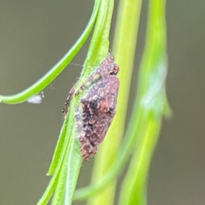 Dolophones sp. (genus) at Parkes, ACT - 26 Dec 2023