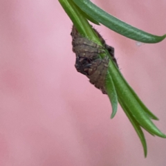 Dolophones sp. (genus) at Parkes, ACT - 26 Dec 2023