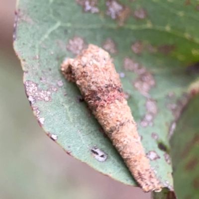 Psychidae (family) IMMATURE (Unidentified case moth or bagworm) at Lake Burley Griffin Central/East - 26 Dec 2023 by Hejor1