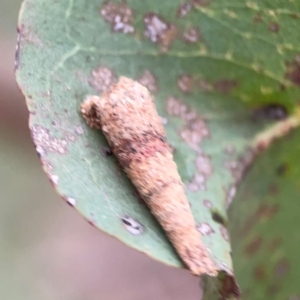 Psychidae (family) IMMATURE at Lake Burley Griffin Central/East - 26 Dec 2023