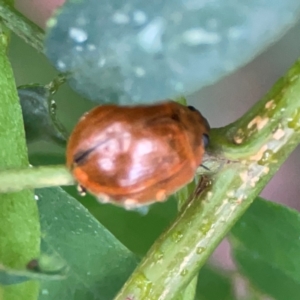 Paropsisterna cloelia at Parkes, ACT - 26 Dec 2023