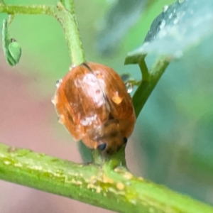 Paropsisterna cloelia at Parkes, ACT - 26 Dec 2023