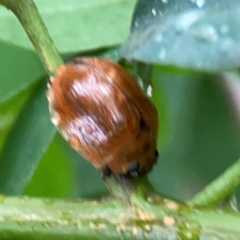 Paropsisterna cloelia at Parkes, ACT - 26 Dec 2023