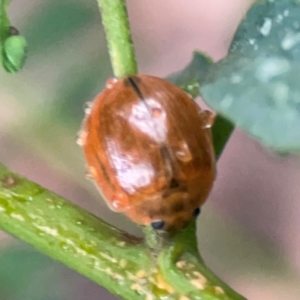 Paropsisterna cloelia at Parkes, ACT - 26 Dec 2023