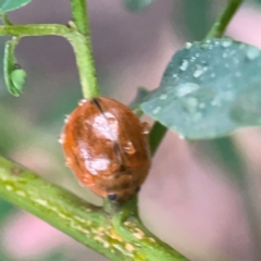 Paropsisterna cloelia at Parkes, ACT - 26 Dec 2023