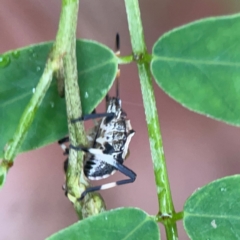 Oncocoris geniculatus at Parkes, ACT - 26 Dec 2023