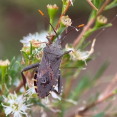 Amorbus sp. (genus) (Eucalyptus Tip bug) at Parkes, ACT - 26 Dec 2023 by Hejor1