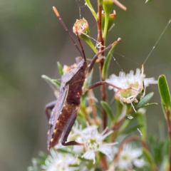 Amorbus sp. (genus) at Parkes, ACT - 26 Dec 2023 03:44 PM