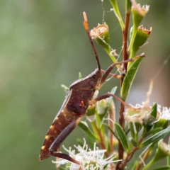 Amorbus sp. (genus) at Parkes, ACT - 26 Dec 2023 03:44 PM