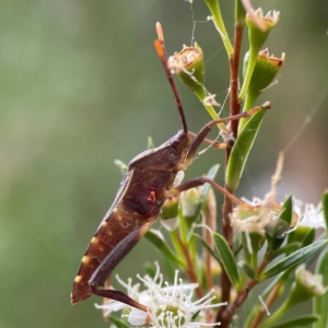 Amorbus sp. (genus) at Parkes, ACT - 26 Dec 2023 03:44 PM