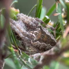 Backobourkia sp. (genus) (An orb weaver) at Parkes, ACT - 26 Dec 2023 by Hejor1