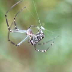 Leucauge dromedaria (Silver dromedary spider) at Parkes, ACT - 26 Dec 2023 by Hejor1