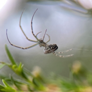 Leucauge dromedaria at Parkes, ACT - 26 Dec 2023 03:46 PM