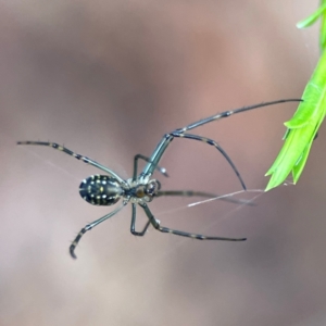 Leucauge dromedaria at Parkes, ACT - 26 Dec 2023 03:46 PM