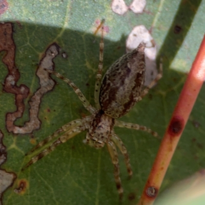 Helpis sp. (genus) (Unidentified Bronze Jumping Spider) at Parkes, ACT - 26 Dec 2023 by Hejor1