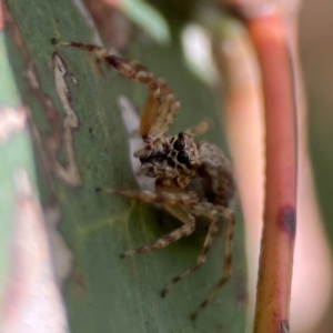 Helpis sp. (genus) at Parkes, ACT - 26 Dec 2023