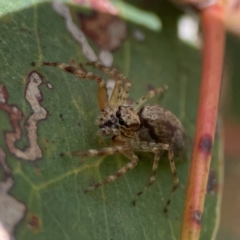 Helpis sp. (genus) at Parkes, ACT - 26 Dec 2023