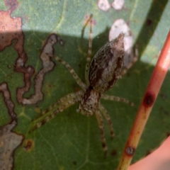 Helpis sp. (genus) at Parkes, ACT - 26 Dec 2023