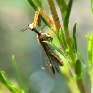 Spaminta minjerribae at Parkes, ACT - 26 Dec 2023