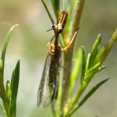 Spaminta minjerribae at Parkes, ACT - 26 Dec 2023