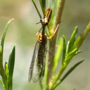 Spaminta minjerribae at Parkes, ACT - 26 Dec 2023