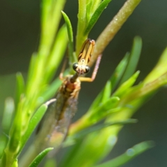 Spaminta minjerribae at Parkes, ACT - 26 Dec 2023