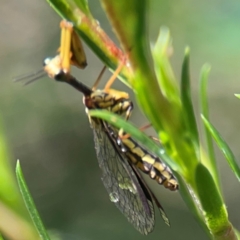 Spaminta minjerribae at Parkes, ACT - 26 Dec 2023