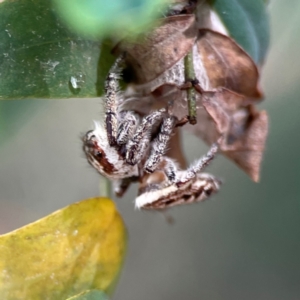 Opisthoncus serratofasciatus at Parkes, ACT - 26 Dec 2023 03:55 PM