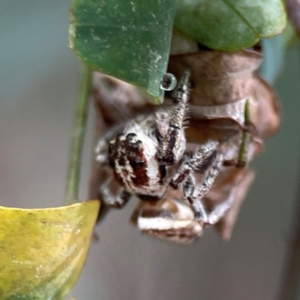 Opisthoncus serratofasciatus at Parkes, ACT - 26 Dec 2023 03:55 PM