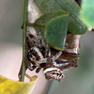 Opisthoncus serratofasciatus at Parkes, ACT - 26 Dec 2023 03:55 PM