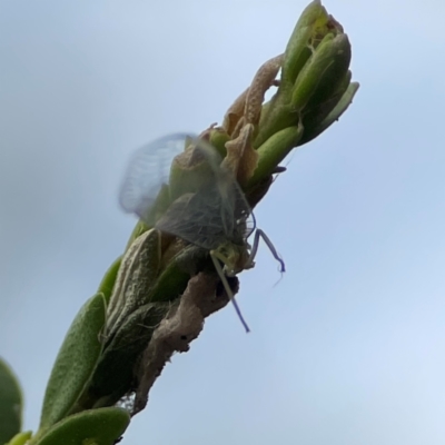 Neuroptera (order) (Unidentified lacewing) at Parkes, ACT - 26 Dec 2023 by Hejor1