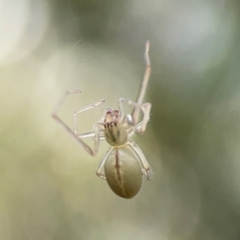 Cheiracanthium gracile (Slender sac spider) at Parkes, ACT - 26 Dec 2023 by Hejor1