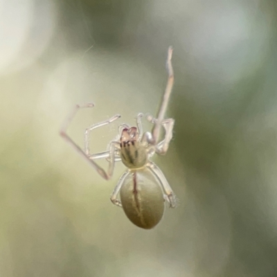 Cheiracanthium gracile (Slender sac spider) at Parkes, ACT - 26 Dec 2023 by Hejor1