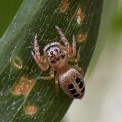 Opisthoncus sexmaculatus (Six-marked jumping spider) at Parkes, ACT - 26 Dec 2023 by Hejor1