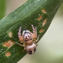 Opisthoncus sexmaculatus at Parkes, ACT - 26 Dec 2023