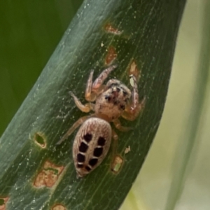 Opisthoncus sexmaculatus at Parkes, ACT - 26 Dec 2023