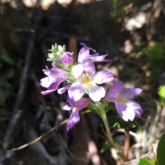 Euphrasia collina (Purple Eye-bright) at Wellington Park, TAS - 25 Dec 2023 by BethanyDunne