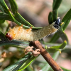 Perginae sp. (subfamily) (Unidentified pergine sawfly) at Parkes, ACT - 26 Dec 2023 by Hejor1