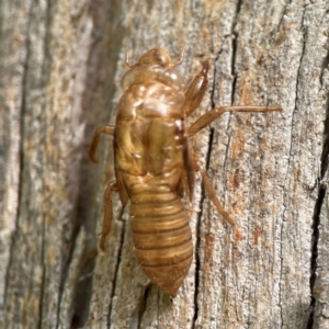 Cicadettini sp. (tribe) at Parkes, ACT - 26 Dec 2023 04:26 PM