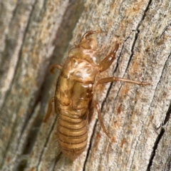 Cicadettini sp. (tribe) at Parkes, ACT - 26 Dec 2023 04:26 PM