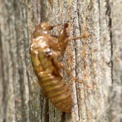 Cicadettini sp. (tribe) at Parkes, ACT - 26 Dec 2023 04:26 PM