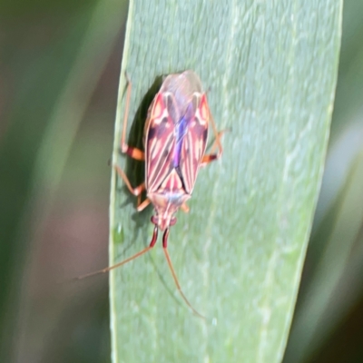 Miridae (family) (Unidentified plant bug) at Parkes, ACT - 26 Dec 2023 by Hejor1