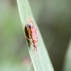 Miridae (family) at Parkes, ACT - 26 Dec 2023